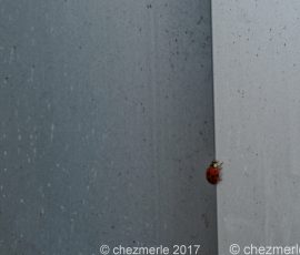 DSC 4655 DxO